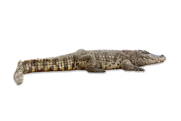 Photo of Large crocodile isolated on white background. Clipping path.