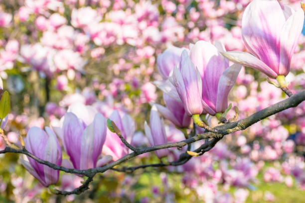 istock blossom of magnolia tree 1212159095