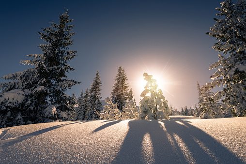 Sunset at snow covered trees in the Tatra mountain. Tatra National Park