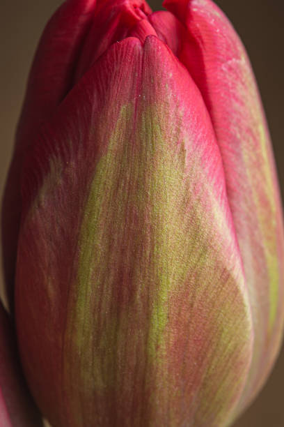 istock Red tulip flower blooming close up still 1212160168
