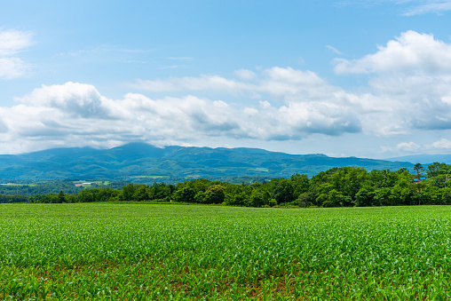 Corn farmland field in a beautiful springtime sunny day. Rural nature landscapes, mountains, blue sky and white clouds on background