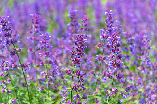 Close-up Catnip flowers (Nepeta cataria) field in summer sunny day with soft focus blur background