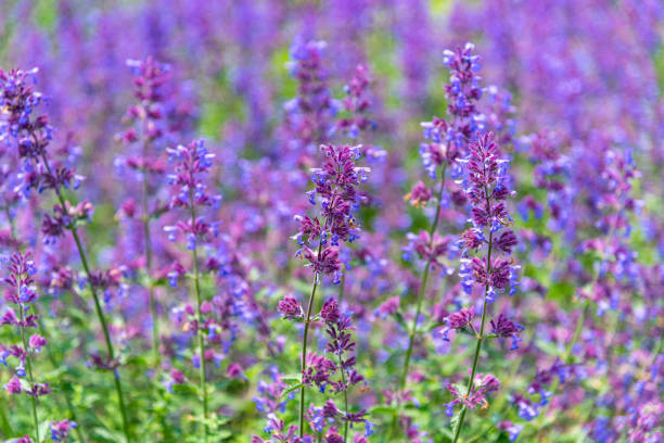 campo de flores de catnip (nepeta cataria) no verão - lilac bush nature flower bed - fotografias e filmes do acervo