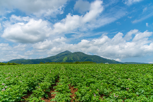 Potato farmland field in a beautiful springtime sunny day. Rural nature landscapes, mountains, blue sky and white clouds on background