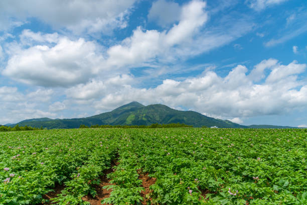 potato farmland field in a beautiful springtime sunny day - raw potato field agriculture flower imagens e fotografias de stock