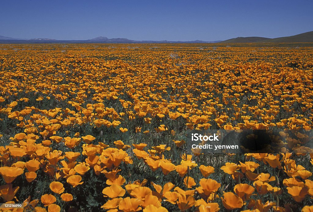 Poppies en Antelope Valley California - Foto de stock de Aire libre libre de derechos