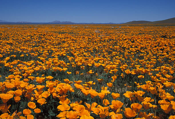 istock California Poppies at Antelope Valley 121216090