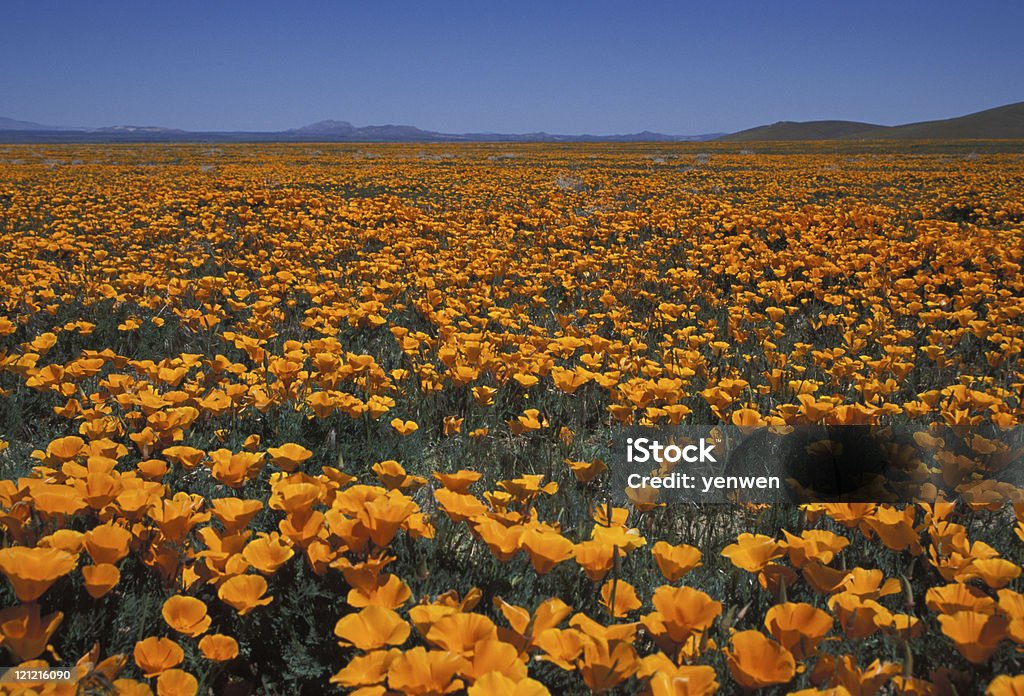 Poppies no Antelope Valley, Califórnia - Foto de stock de Amarelo royalty-free