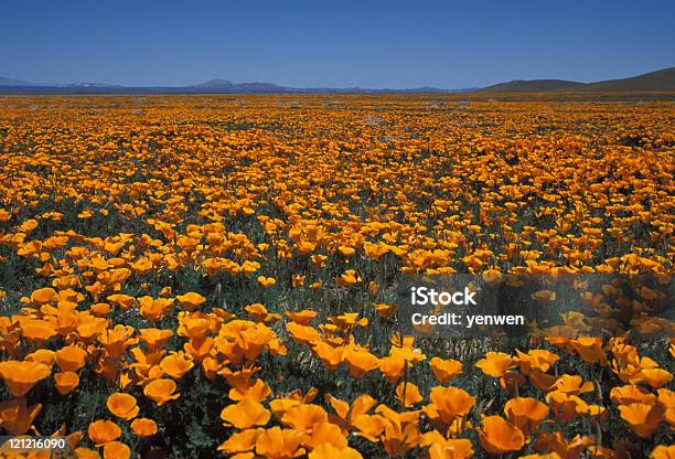 Foto de Poppies No Antelope Valley Califórnia e mais fotos de stock de Amarelo - Amarelo, Califórnia, Céu - Fenômeno natural