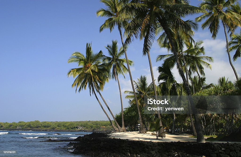 ハワイのヤシの木が並ぶビーチ - カラー画像のロイヤリティフリーストックフォト