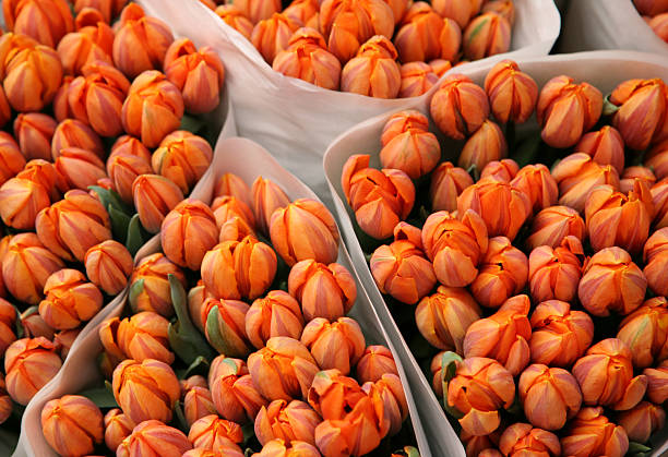 Beautiful flower background of tulips with copy space for your personalized message. Capture the essence of Amsterdam with this vibrant and elegant bouquet design. Stunning floral postcard invitation perfect for birthday celebrations.