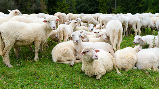 flock of sheep in the pasture in the mountains - Pieniny Poland