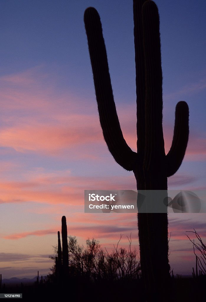 silhouette de Saguaro en ciel coloré au coucher du soleil - Photo de Arizona libre de droits