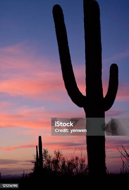 Photo libre de droit de Silhouette De Saguaro En Ciel Coloré Au Coucher Du Soleil banque d'images et plus d'images libres de droit de Arizona