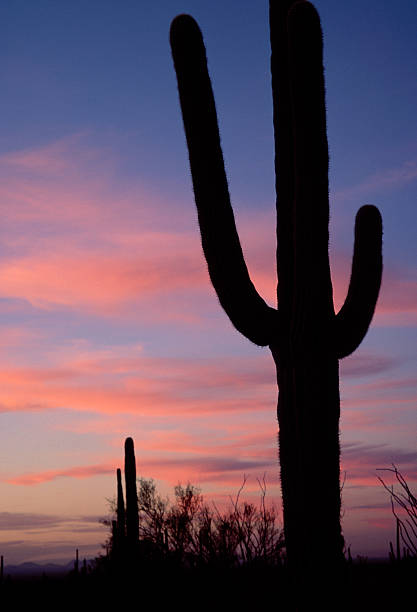 istock Saguaro silhouette with Colorful Sky at Sunset 121216190