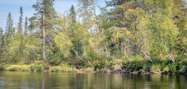 istock Beautiful view of the river with forest. 1212164228