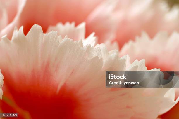 핑크 카네이션 클로즈업 0명에 대한 스톡 사진 및 기타 이미지 - 0명, 꽃 한송이, 꽃-식물