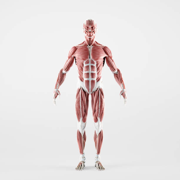 人間の筋肉の解剖学の前部 - anatomical model ストックフォトと画像
