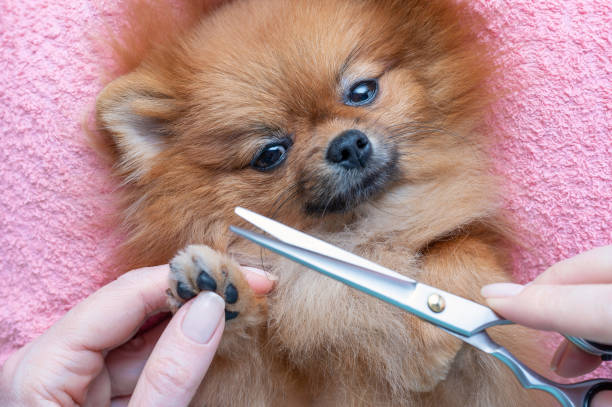 woman cuts dog hair on paws, selective focus woman cuts dog hair on paws, view from above pomeranian pets mammal small stock pictures, royalty-free photos & images