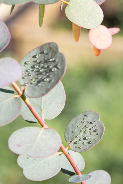 Eucalyptus Tree Branch with Droplets - fotografia de stock