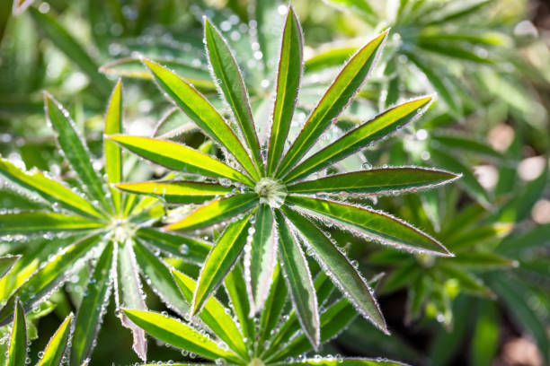 Planta de Lupin com Gotas de Água - foto de acervo