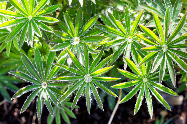 Planta de lupina única com gotículas de água - foto de acervo