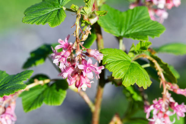 Pink Currant Bush with flowers - fotografia de stock