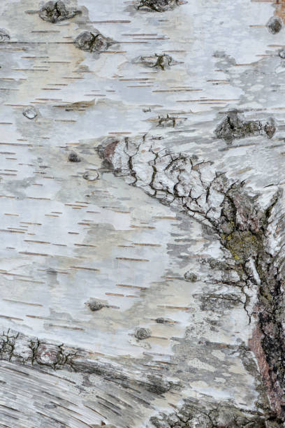 istock close up of birch tree bark details - background or texture 1212167953