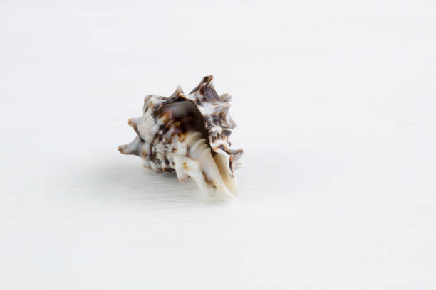 istock Marine brown spiny itchy gastropod seashell close-up on white background 1212168170
