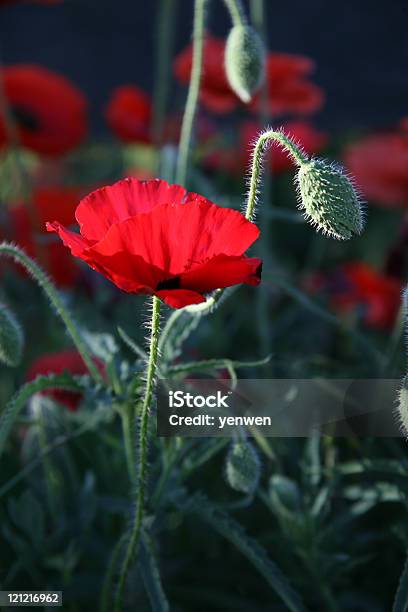 Retroiluminado De Papoula Oriental - Fotografias de stock e mais imagens de Botão - Estágio de flora - Botão - Estágio de flora, Cabeça de Flor, Cor verde