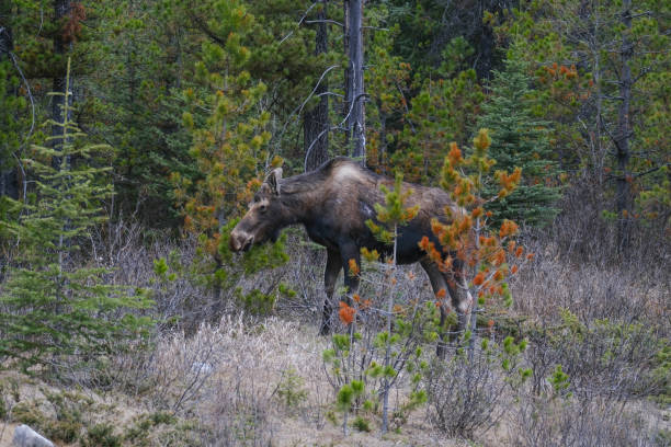 istock A moose wanders through the forests in Banff National Park, Alberta 1212169922