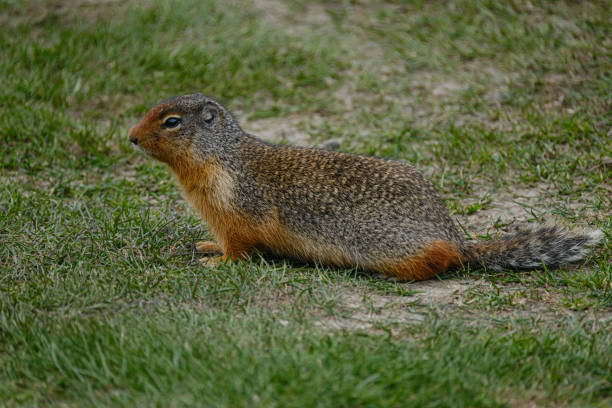 istock An Arctic Ground Squirrel in the grass in Manningpark, Canada 1212170181