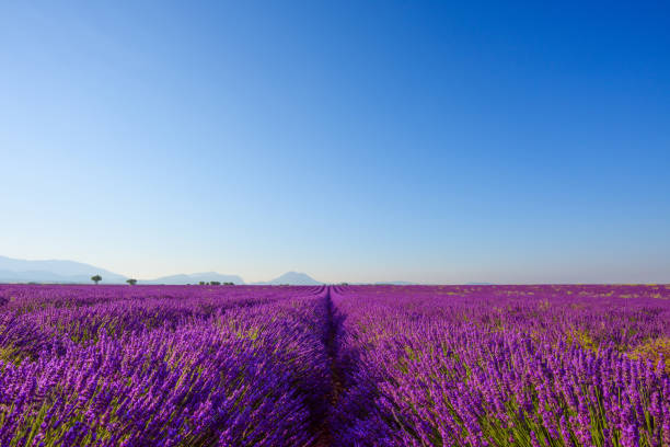 istock Lavender field in bloom at Provence 1212170401