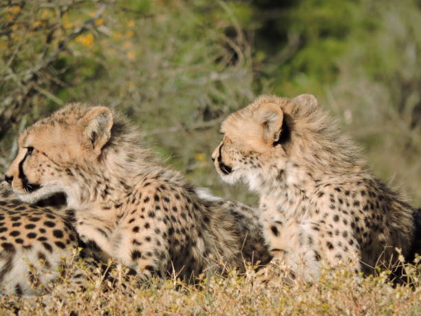 istock Family of Cheetah 1212170564