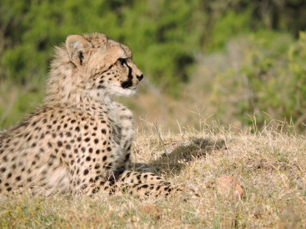 istock Family of Cheetah 1212170598