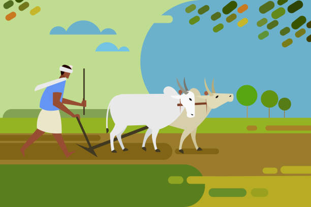 illustrations, cliparts, dessins animés et icônes de l’agriculteur laboure le champ agricole avec l’aide de taureaux - agriculture farm people plow