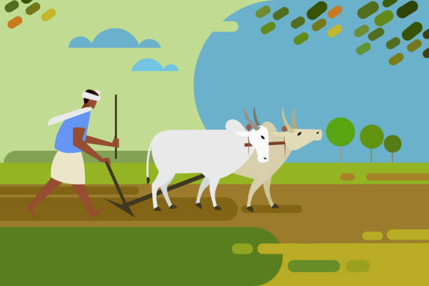 농부는 수송아지의 도움으로 농업 필드를 쟁기 - agriculture farm people plow stock illustrations