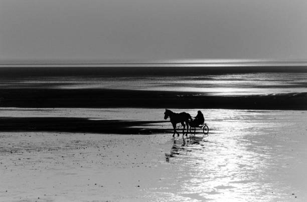 pferd und pony falle kreuzung morecombe bay cumbria england uk - schuss auf schwarz und weiß negativfilm - morecombe bay stock-fotos und bilder