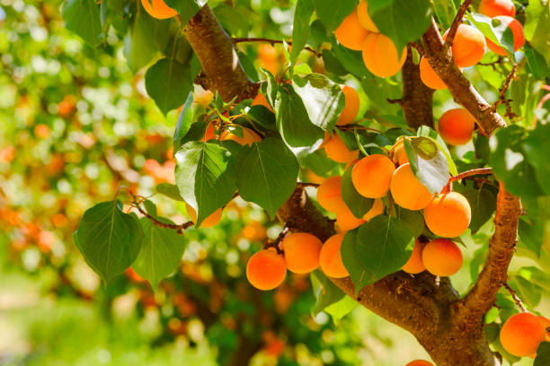 albaricoques maduros en un árbol - huerta fotografías e imágenes de stock