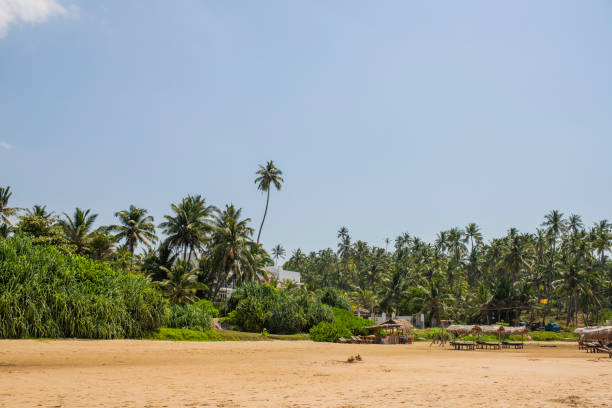 istock ocean side beach with palm trees and sand 1212171442