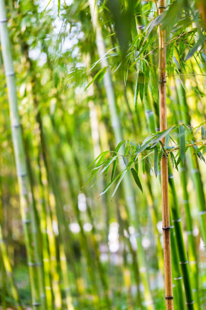 istock Bright green bamboo stems and leaves background 1212171738