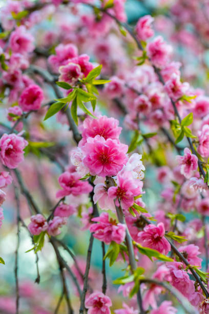 Blue and pink bright floral background Blue and pink bright floral background. Spring blooming tree branch. Pretty sakura blossom in Asia. Amazing natural background. Trees strewn with pink double cherry flowers double flower stock pictures, royalty-free photos & images