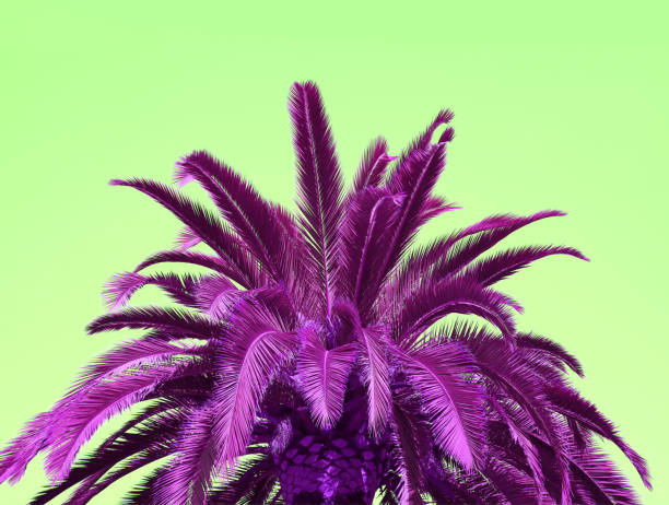 istock Pop Art Surreal Style Vibrant Magenta Palm Tree on Lime Green Background 1212172495