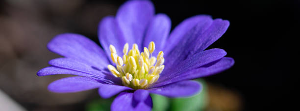 bannière bleue de toile de fleur de fleur de fleur de fleur de fleur, blanda d’anémone - floral centerpiece photos et images de collection