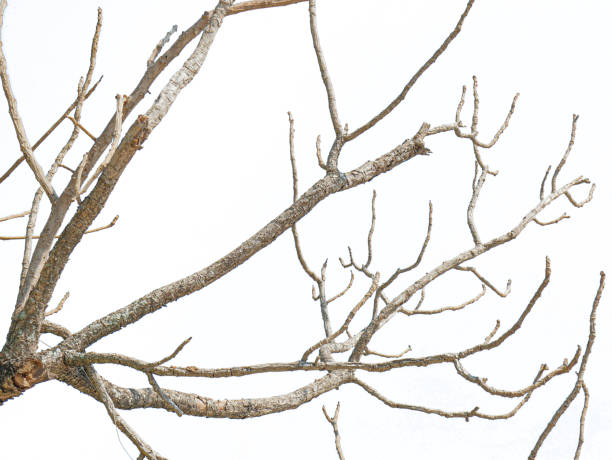 白い背景に隔離された木の美しい乾燥小枝。クリッピングパス。 - stick wood isolated tree ストックフォトと画像