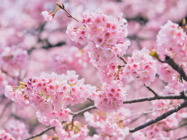 istock Cherry blossoms in Ueno 1212173056