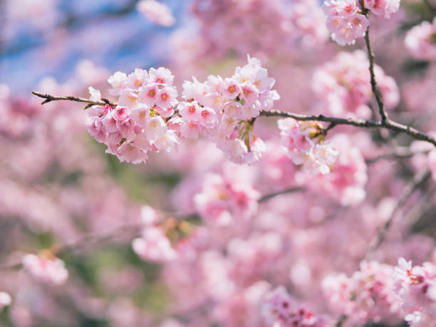istock Cherry blossoms in Ueno 1212173057