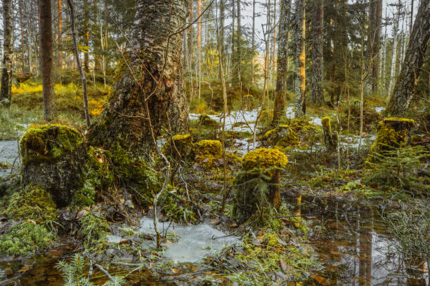 Tree trunks overgrown with moss in the backwaters