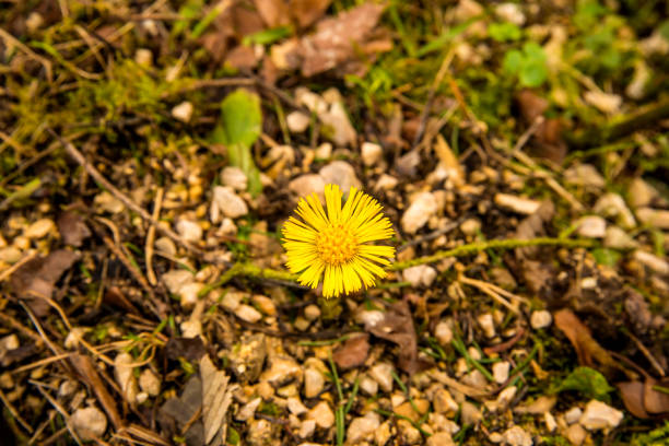 Coltsfoot, medicinal plant with flower in spring in Germany