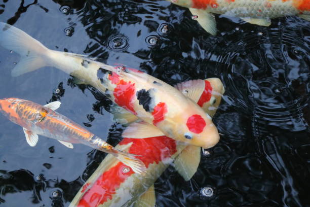 istock koi fish in the pond 1212173994
